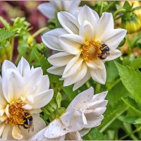 Про шмелей... :: Aquarius - Сергей