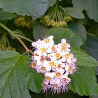 Пузыреплодник нынче уродился прямо с цветами... :: Александр Чеботарь