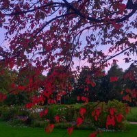 Осенний закат :: Сапсан 