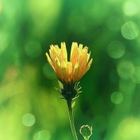 *** :: Олег Алексеев