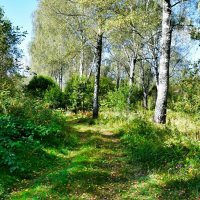 В осеннем лесу (репортаж из поездок по области ) :: Милешкин Владимир Алексеевич 