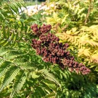 Рябинник рябинолистный :: Veera V