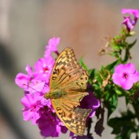 Трудное лето :: Татьяна Евдокимова