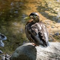 Пруд Лопухинского сада. :: Виктор Орехов