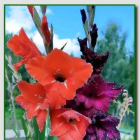 Цветок с рожденья королевский... :: Ольга Довженко Цветок с рожденья королевский... :: Ольга Довженко