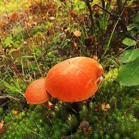 Август.....Мой лесной подарок! :: Владимир 