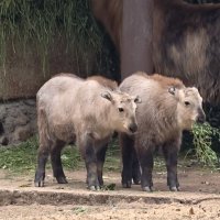 Детеныши такина :: <<< Наташа >>> Детеныши такина :: <<< Наташа >>>