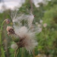 Пух и перья :: Валентина Богатко 
