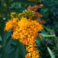 Золотарник Канадский :: Валентин Семчишин