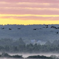 пейзаж с журавлями :: юрий макаров пейзаж с журавлями :: юрий макаров