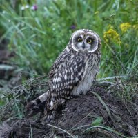 птенец болотной совы :: юрий макаров