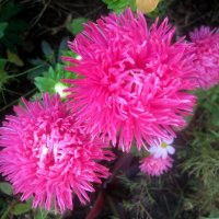 Астры :: Елена Семигина