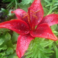 Ли... :: Елена Семигина