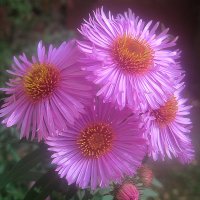 Хризантемы :: Елена Семигина