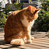 Чистота - залог здоровья!:) :: Валерия Комова