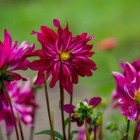 .... :: Sergey (Apg) .... :: Sergey (Apg)