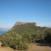 Природа Крыма :: Amazing Cosmea