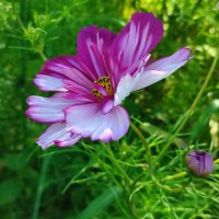 Космея :: Валентина Богатко 