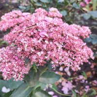 ,,, :: Сергей Тимоновский