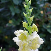 Гладиолус :: Светлана 