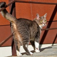 Отстань, фотограф - видишь, я домой иду... :: Светлана 