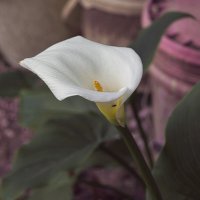 цВеток :: ujgcvbif 