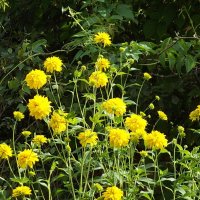 Золотые шары :: Freddy 97