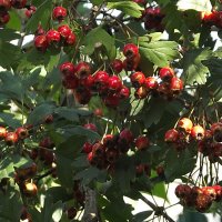 Боярышник :: Freddy 97