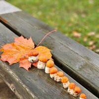 Дары осени. :: Галина Левина