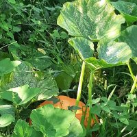 ТЫКВА :: Tata Wolf ТЫКВА :: Tata Wolf