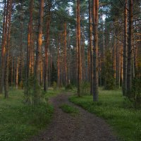 Лес на закате :: Михаил Онипенко
