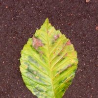 Осенний листик :: Дмитрий Никитин Осенний листик :: Дмитрий Никитин