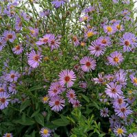 Августовские сентябринки :: Мария Васильева