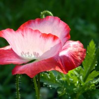 Мак :: Наталья 