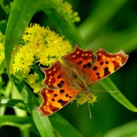 Природа конца лета 13 :: Александр Прокудин