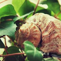 Красота и изящность форм, созданных природой. :: Руслан 