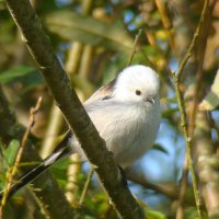 ополовник :: gawrilа - dan