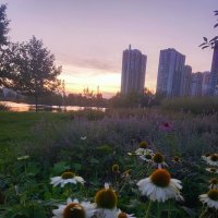 Эхинацея :: Сапсан 