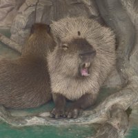 Капибары :: <<< Наташа >>>