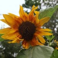 Сентябрьский подсолнух :: Дмитрий И_