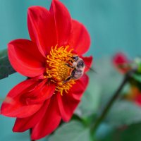 *** :: Виктор Иванович Чернюк