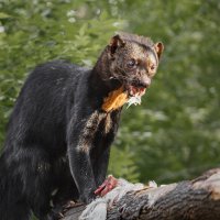 Тайра :: SanSan 