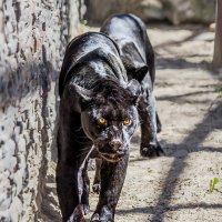 Чёрный ягуар :: SanSan 