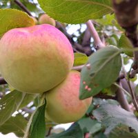 «Осень-припасиха» :: Любовь Сахарова