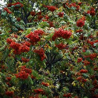 Урожайная рябинушка :: Владимир Кроливец Урожайная рябинушка :: Владимир Кроливец