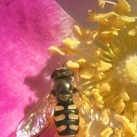 на солнышке :: Michel 