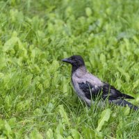 Молодая ворона :: Валерий Иванович