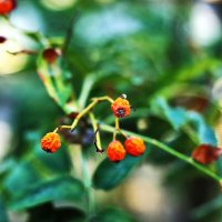 Плоды :: Юрий Гайворонскiий Плоды :: Юрий Гайворонскiий