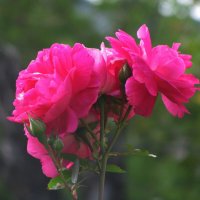 Красавицы :: Людмила Смородинская