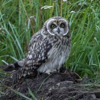 птенец болотной совы :: юрий макаров